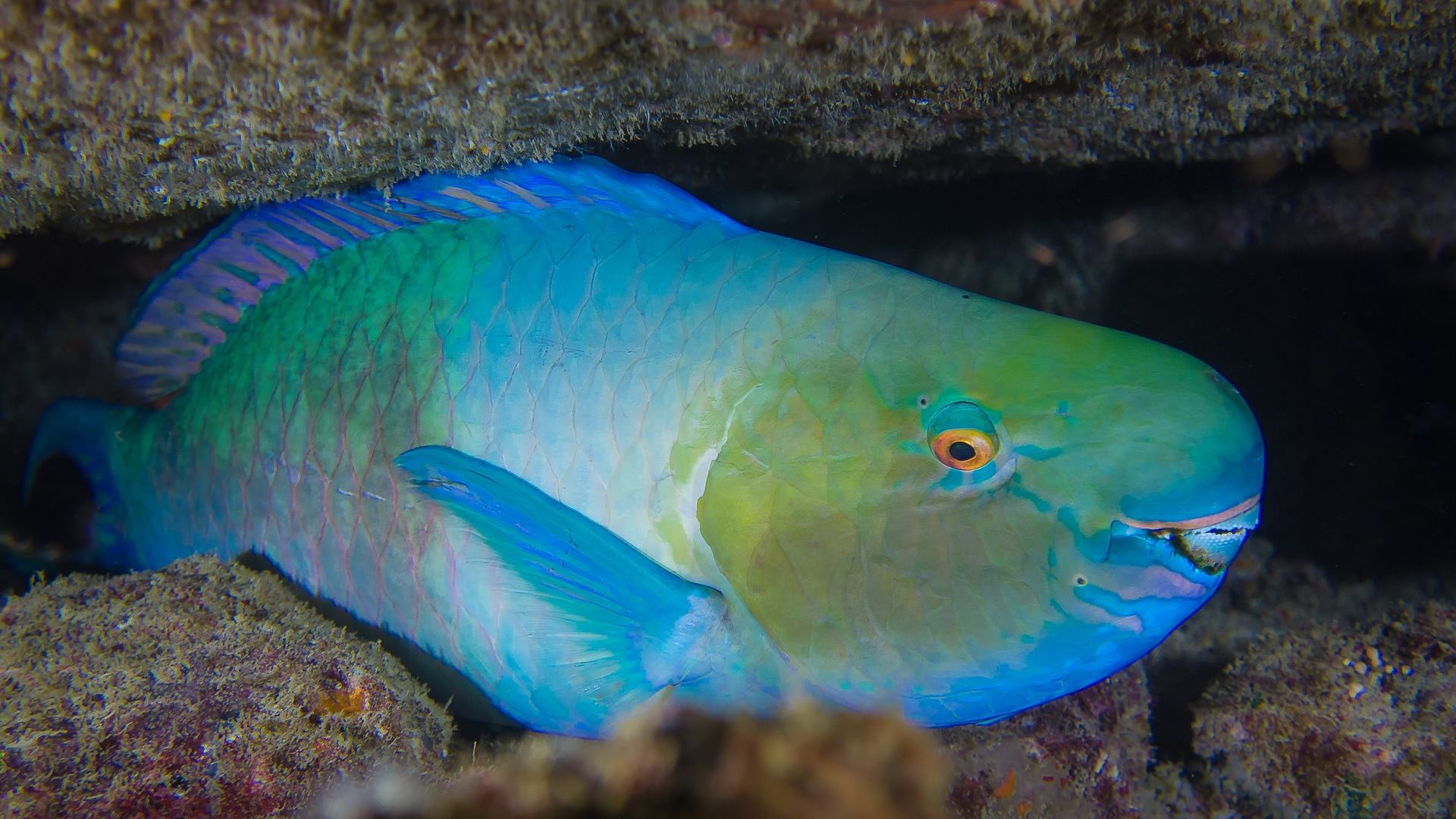 Parrot fish in Christmas Island
