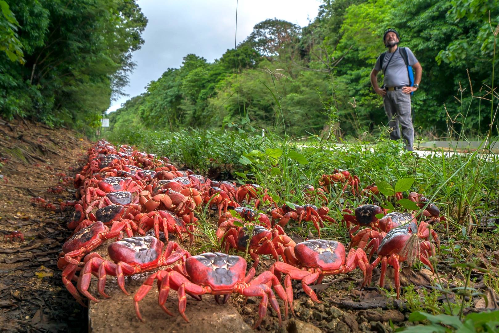 Red crab migration in Christmas Island
