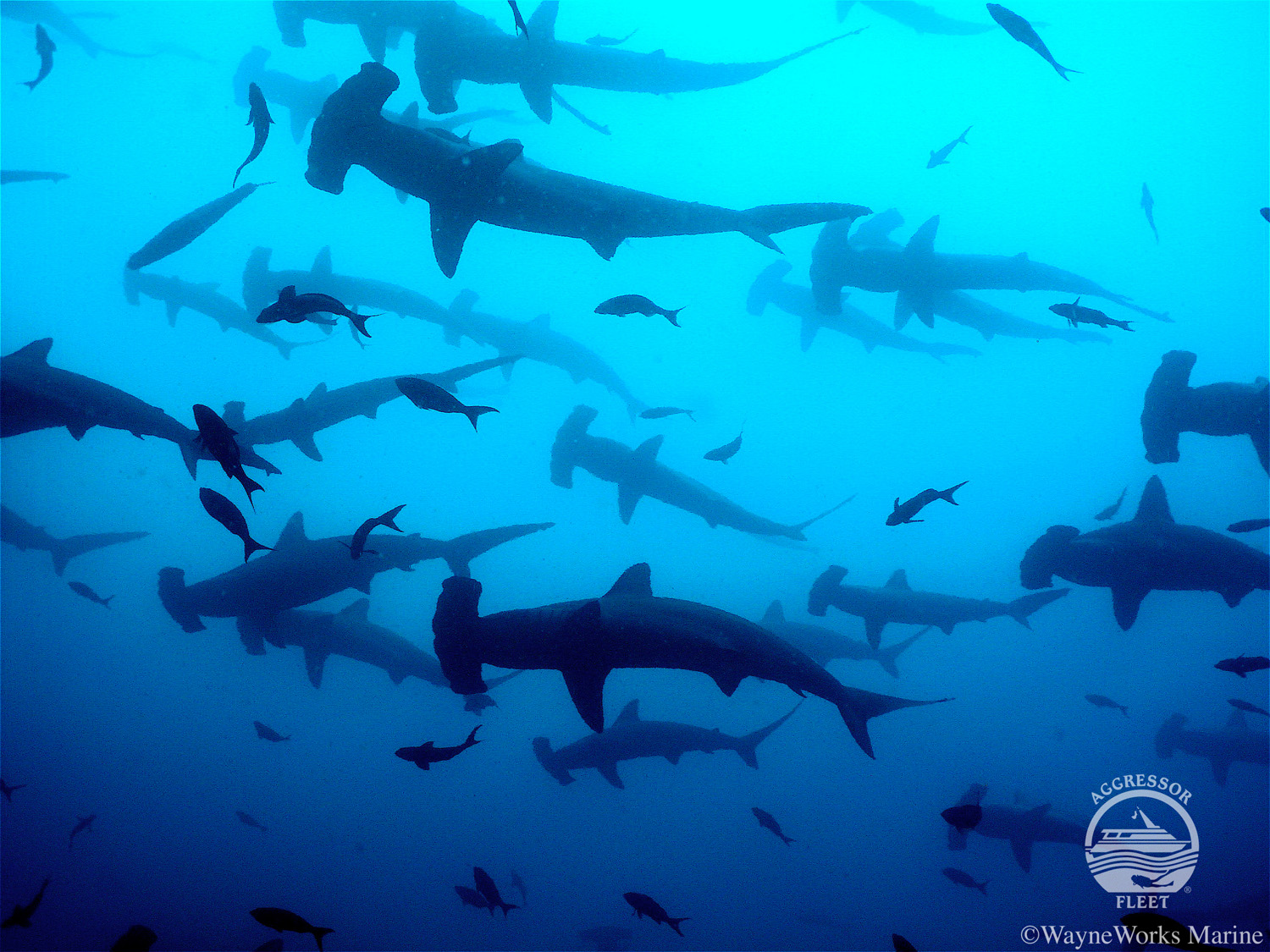 Diving with hammerhead sharks in Cocos Island 
