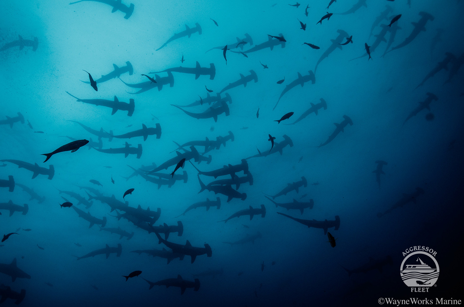 Diving with hammerhead sharks in Cocos Island 
