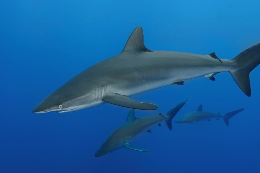 Diving with silk sharks in Cocos Island 
