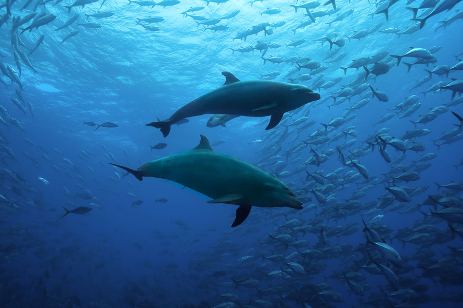 Dolphins and school of big eye jacks in Cocos Island
