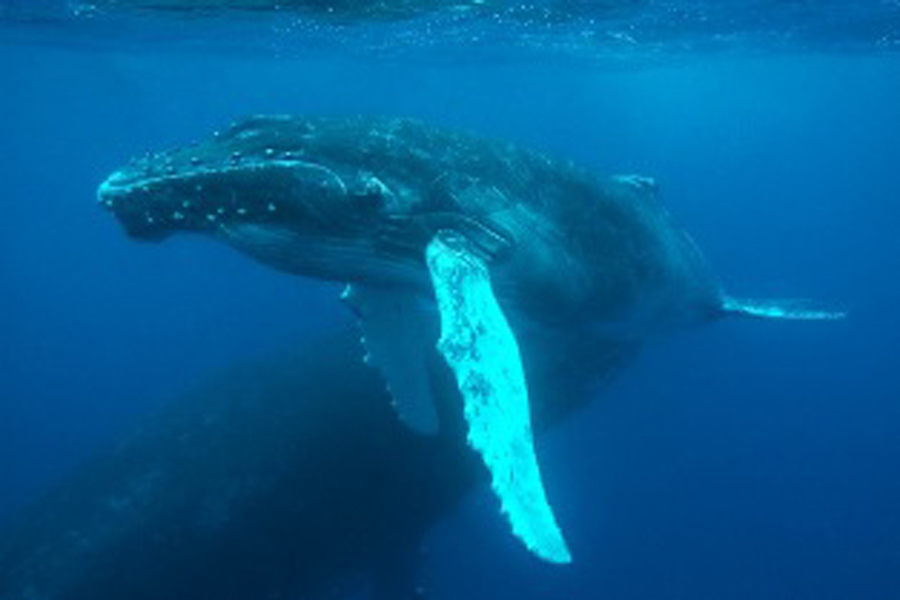 Diving with humpback whales in Cocos Island 
