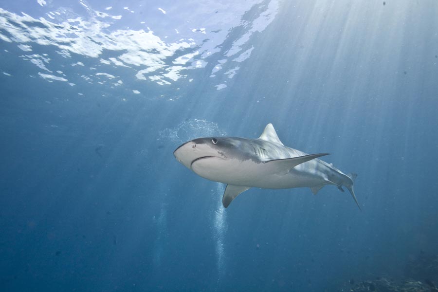 Diving with tiger sharks in Cocos Island

