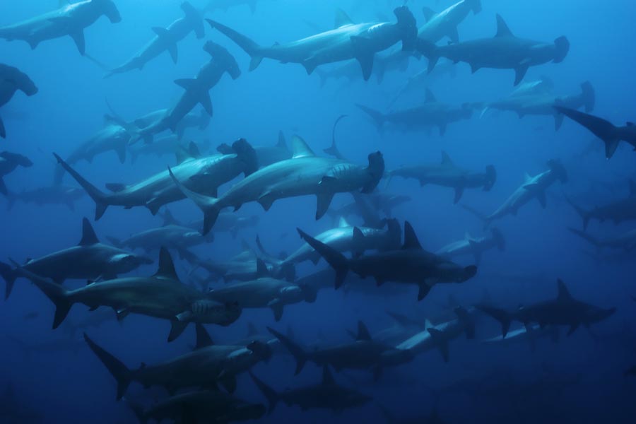Diving with school of hammerhead sharks in Cocos Island
