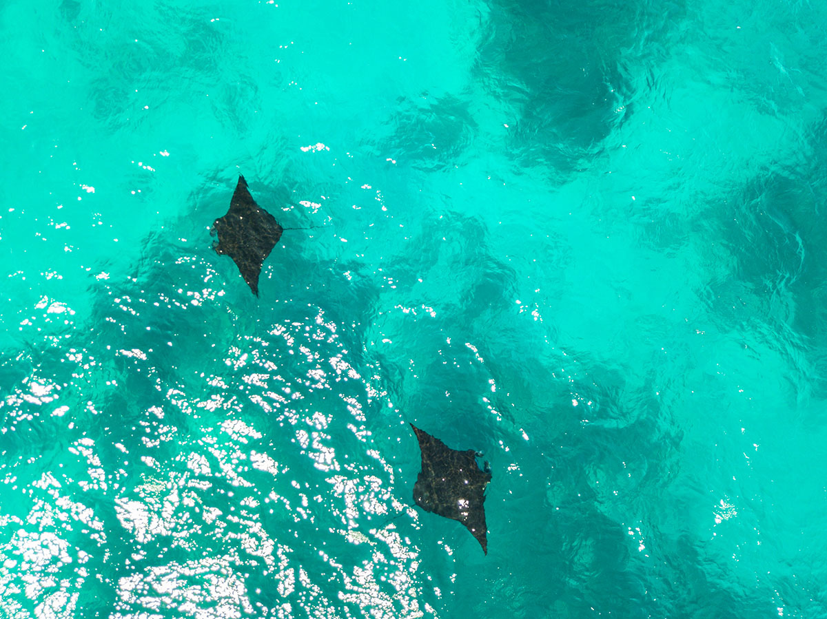 Coralia Liveaboard dive cruises in Indonesia