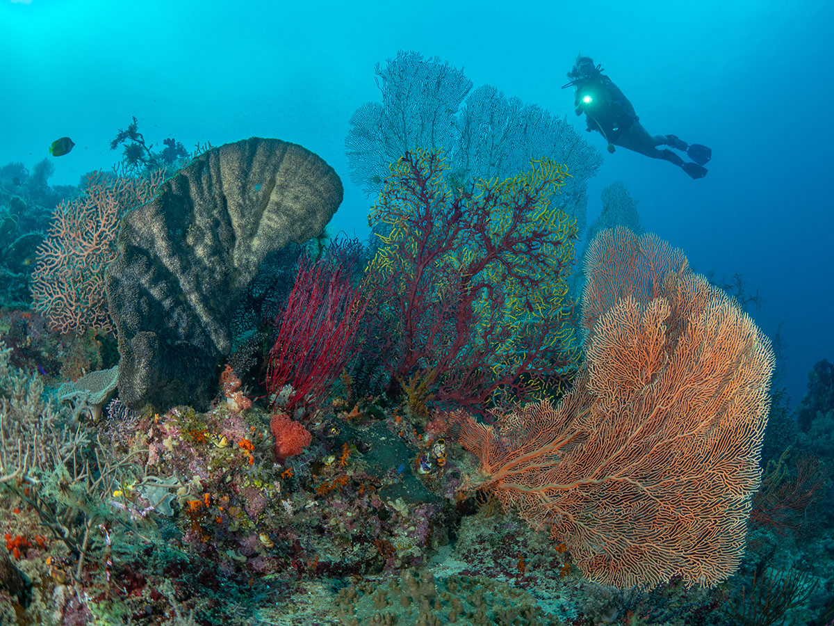 Coralia Liveaboard dive cruises in Indonesia
