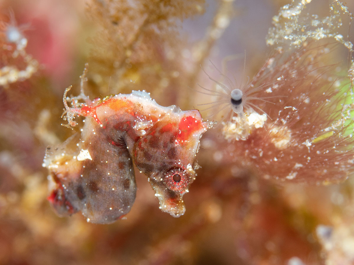 Coralia Liveaboard dive cruises in Indonesia