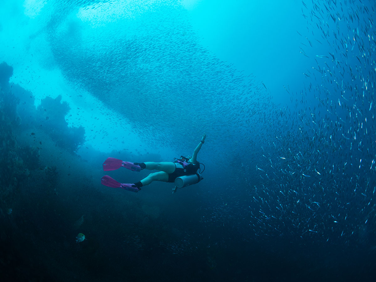 Coralia Liveaboard dive cruises in Indonesia