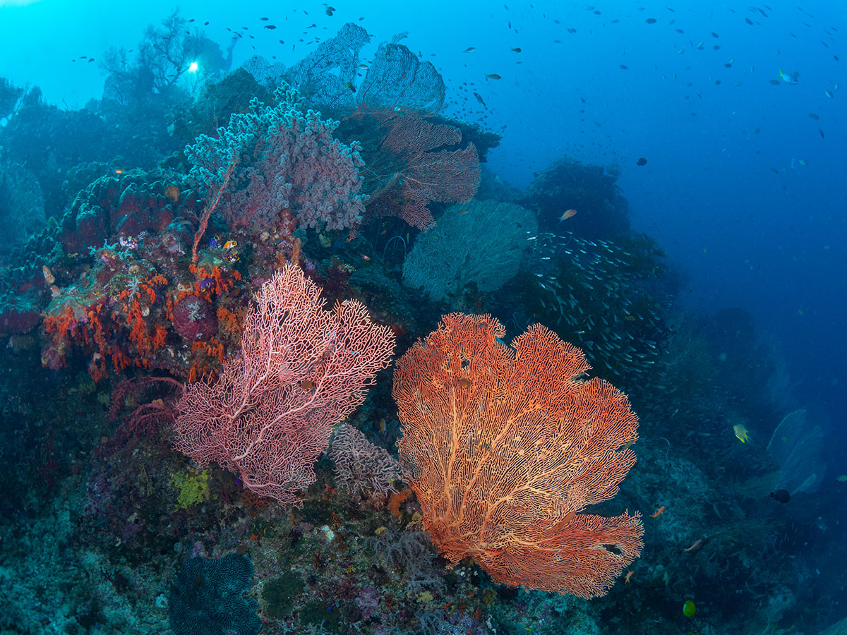 Coralia Liveaboard dive cruises in Indonesia