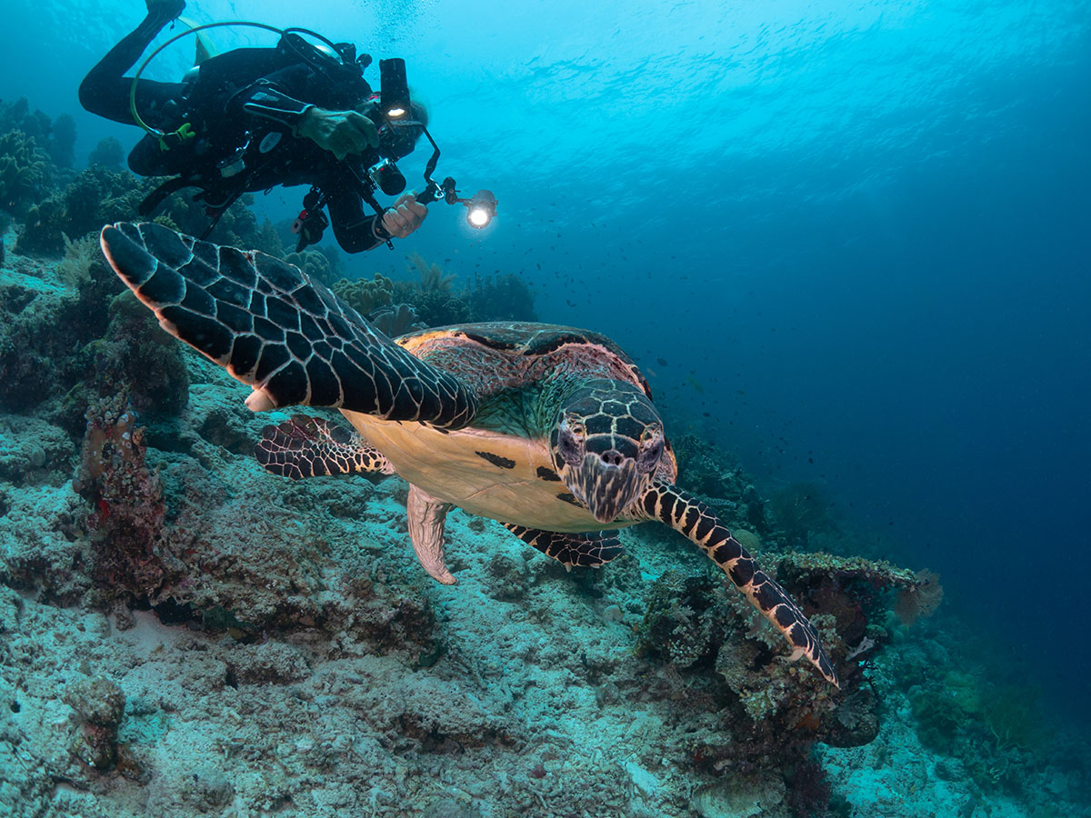 Coralia Liveaboard dive cruises in Indonesia