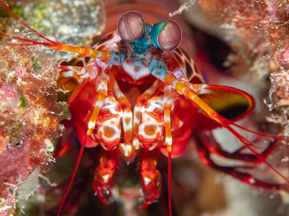 Coralia Liveaboard dive cruises in 