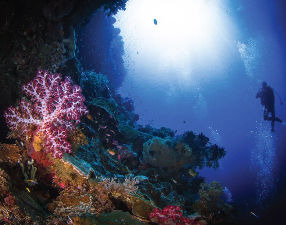 Dive cruises in Indonesia with Damai 2