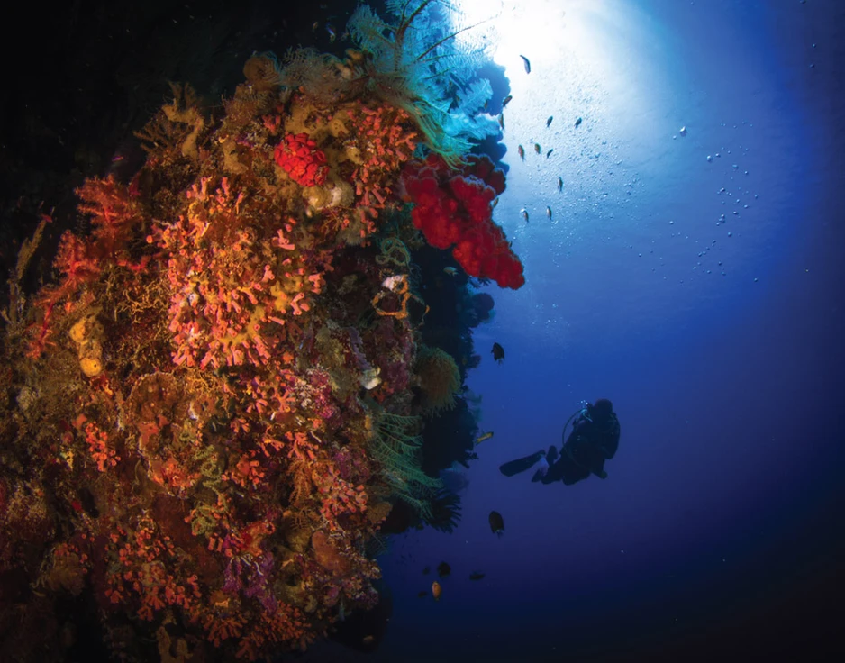 Dive cruises in Indonesia with Damai 