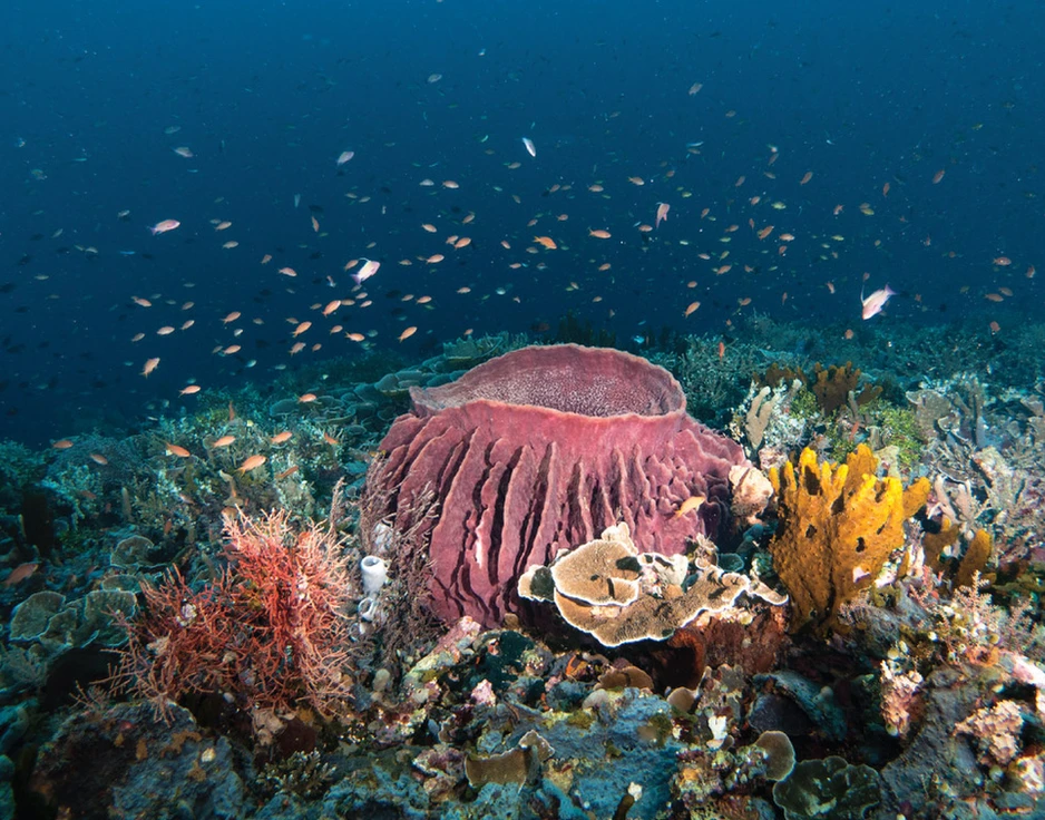 Dive cruises in Indonesia with Damai 2