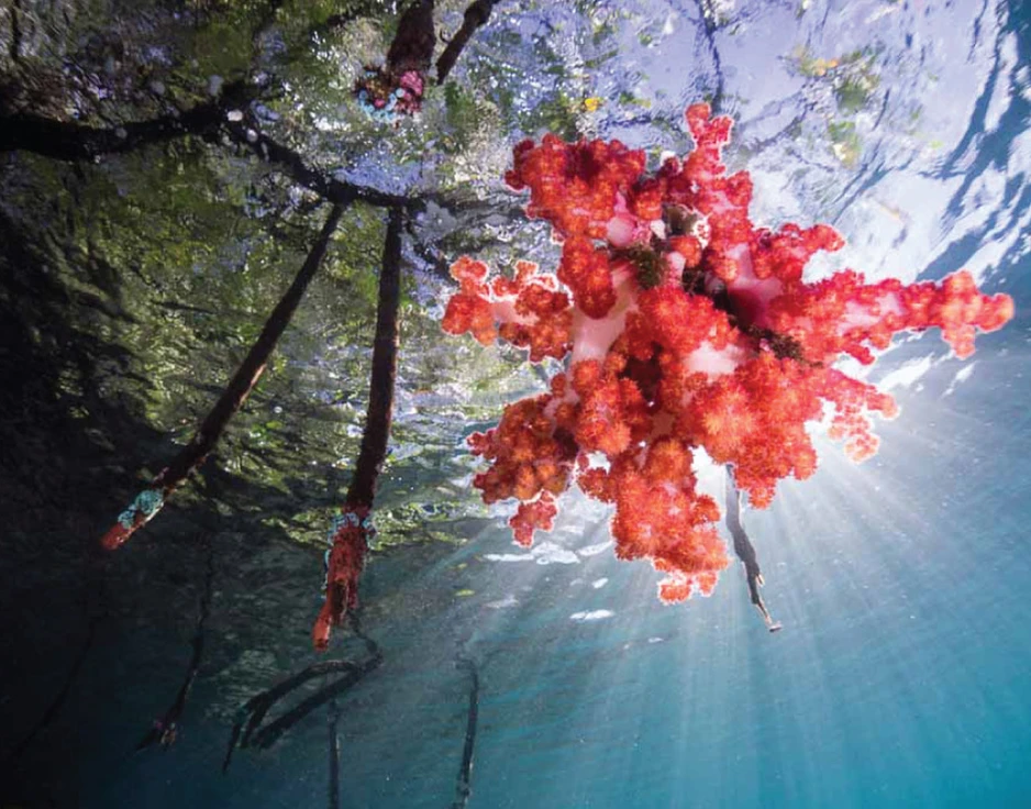 Dive cruises in Indonesia with Damai 1