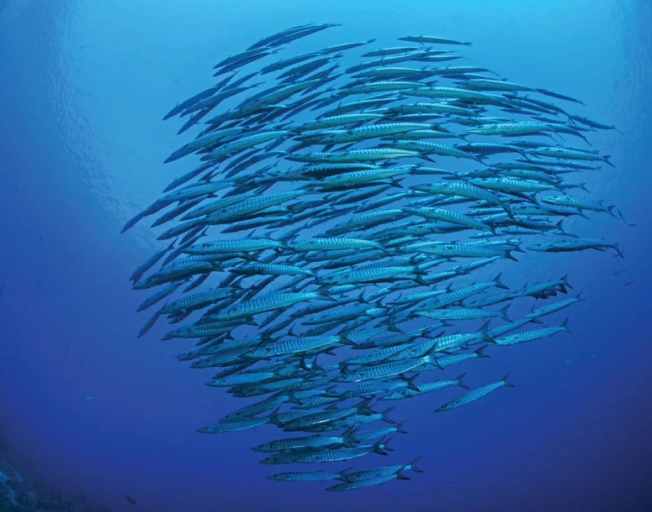 Dive cruises in Indonesia with Damai 1