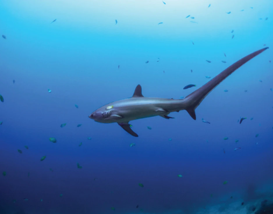 Dive cruises in Indonesia with Damai 2