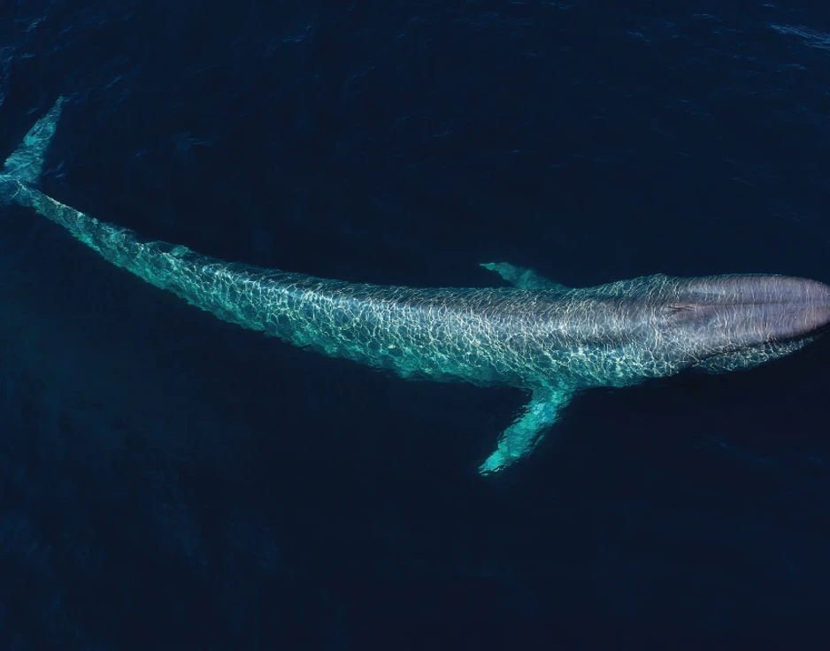 Dive cruises in Indonesia with Damai 2