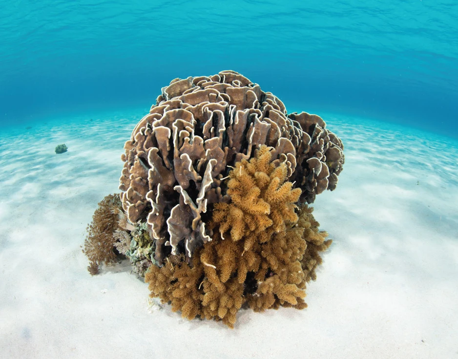 Dive cruises in Indonesia with Damai 2