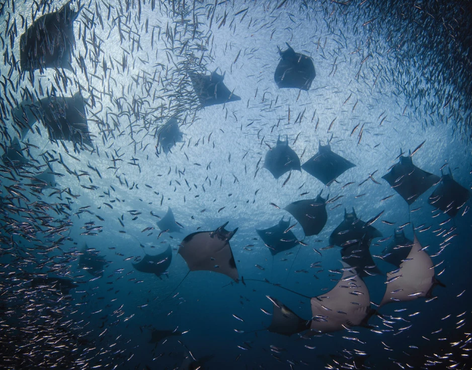 Dive cruises in Indonesia with Damai 1