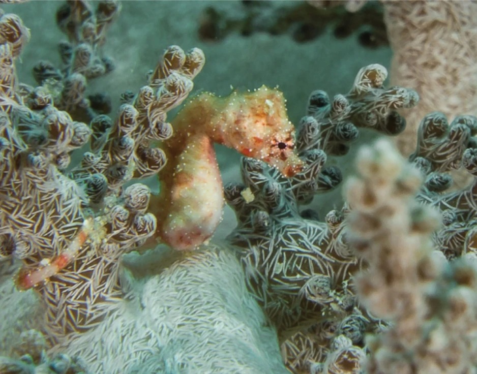 Dive cruises in Indonesia with Damai 2