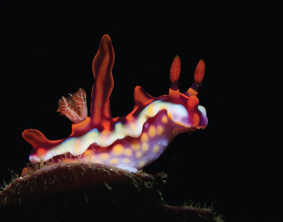 Dive cruises in Indonesia with Damai 2