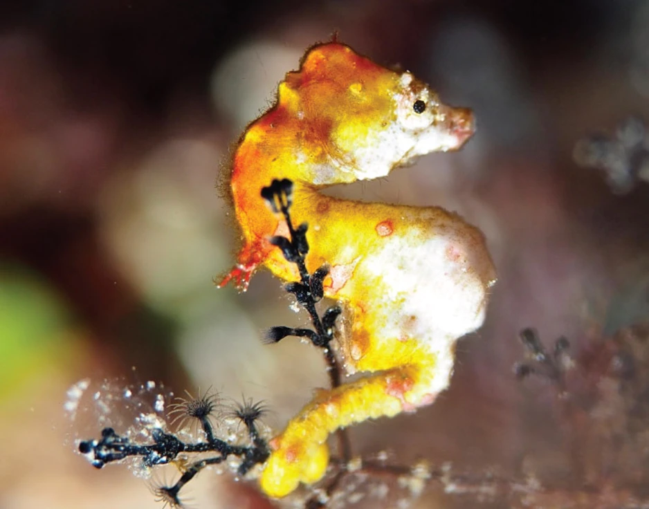 Dive cruises in Indonesia with Damai 1
