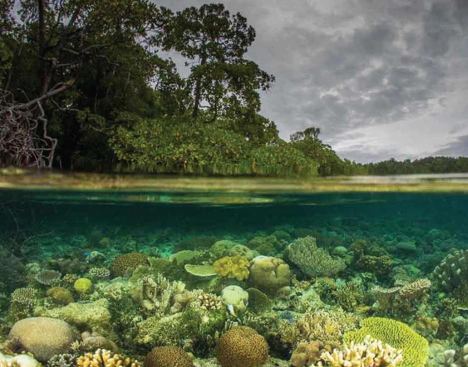 Dive cruises in Indonesia with Damai 1