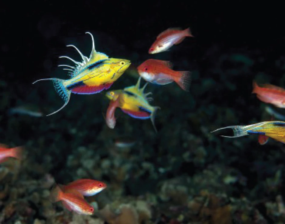 Dive cruises in Indonesia with Damai 