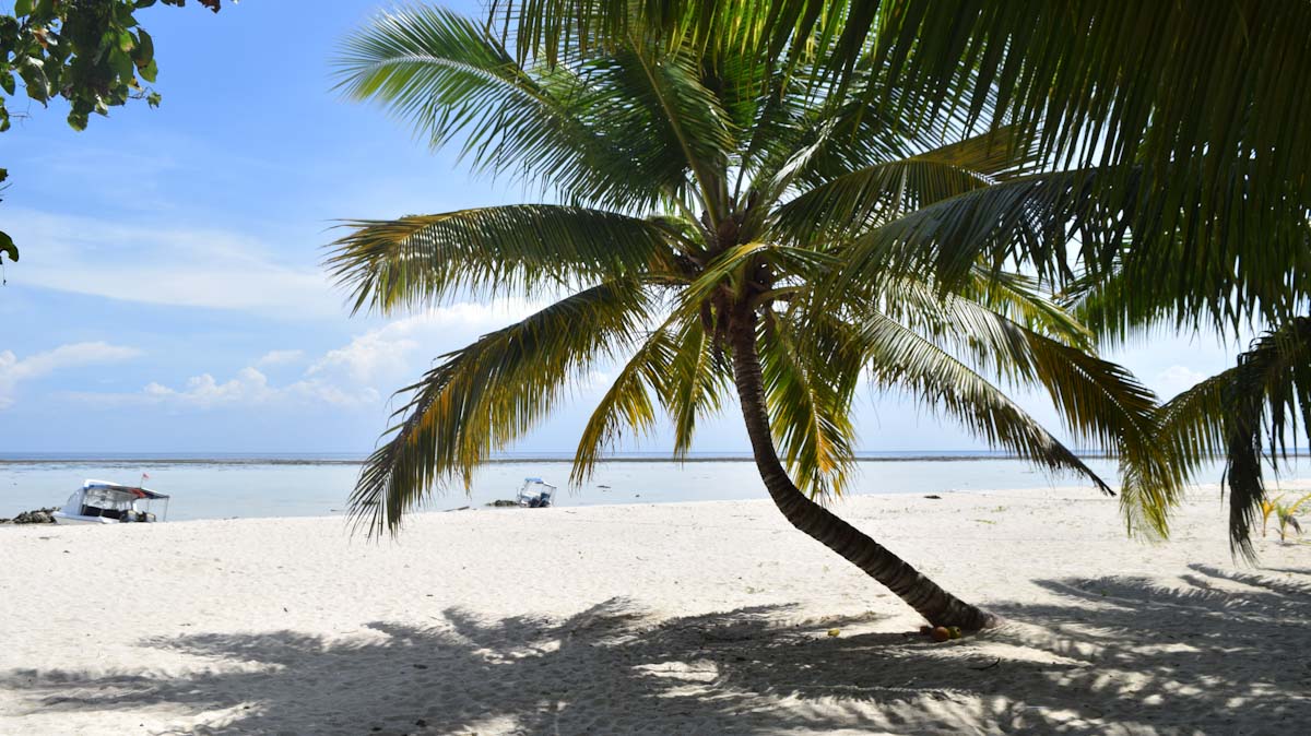 Palm-fringed Sangalaki Island beach