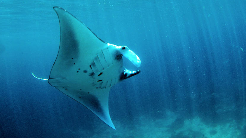 Manta ray at Derawan Islands