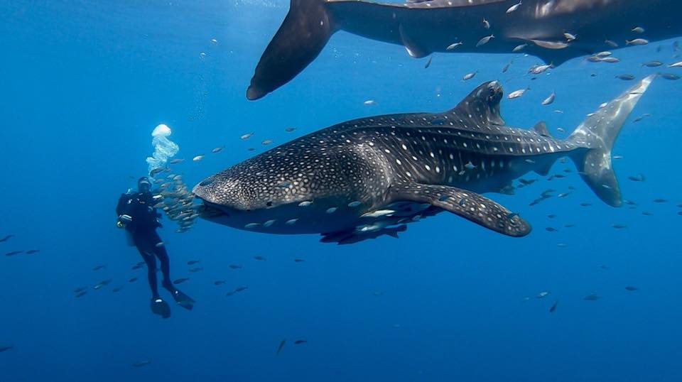 Dive cruises in Indonesia with Dewi Nusantara