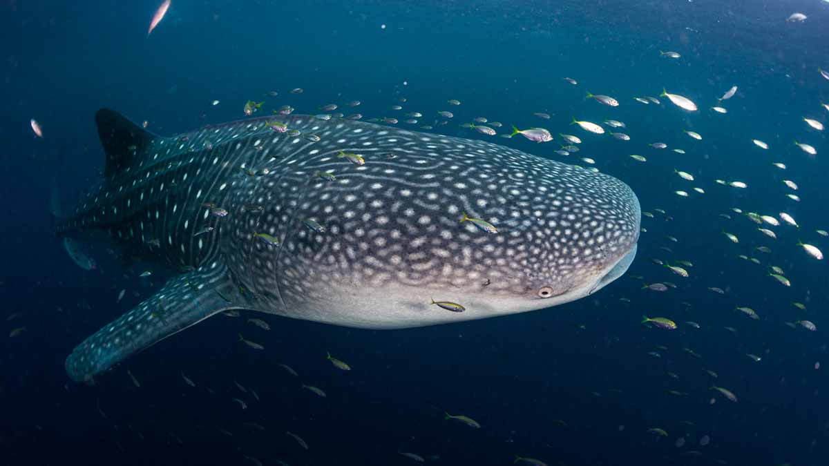 Dive cruises in Indonesia with Dewi Nusantara