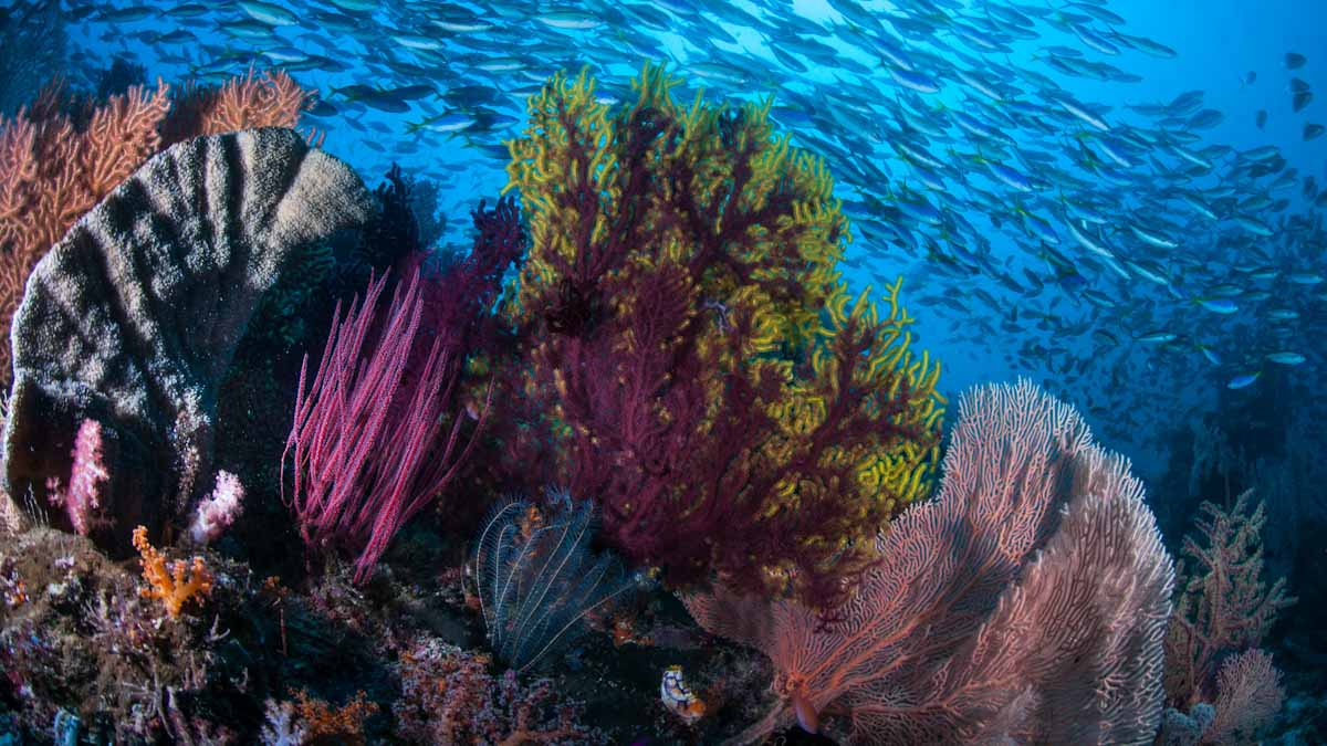 Dive cruises in Indonesia with Dewi Nusantara