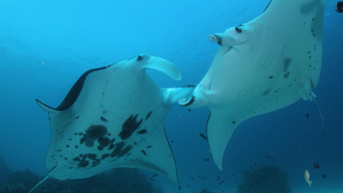 Dive cruises in Indonesia with Dewi Nusantara