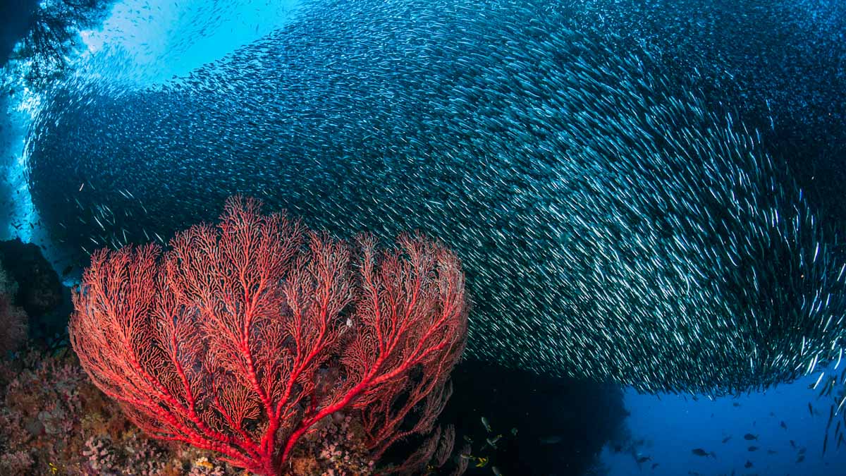 Dive cruises in Indonesia with Dewi Nusantara