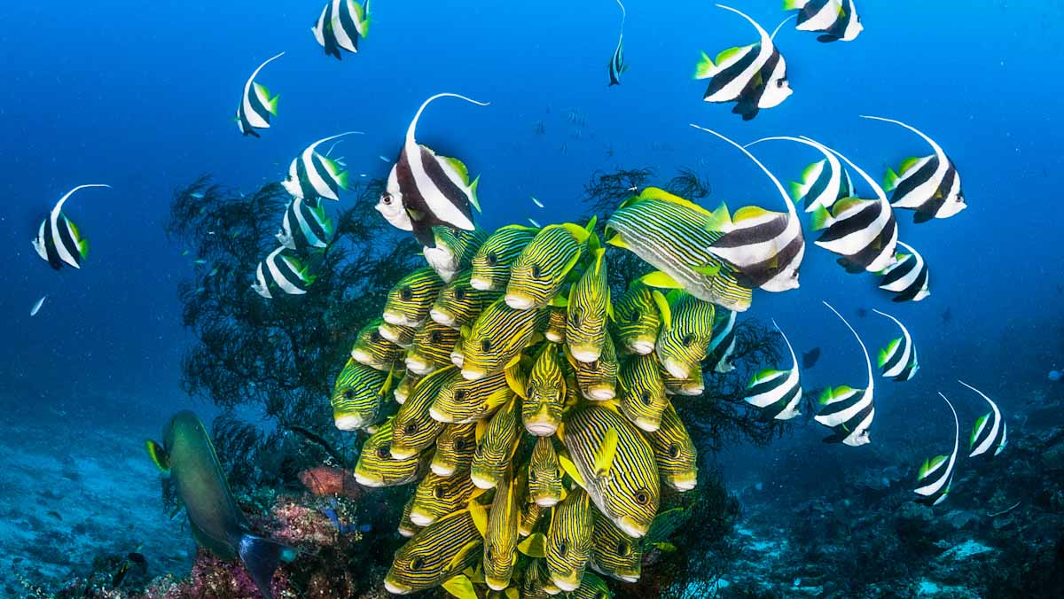 Dive cruises in Indonesia with Dewi Nusantara