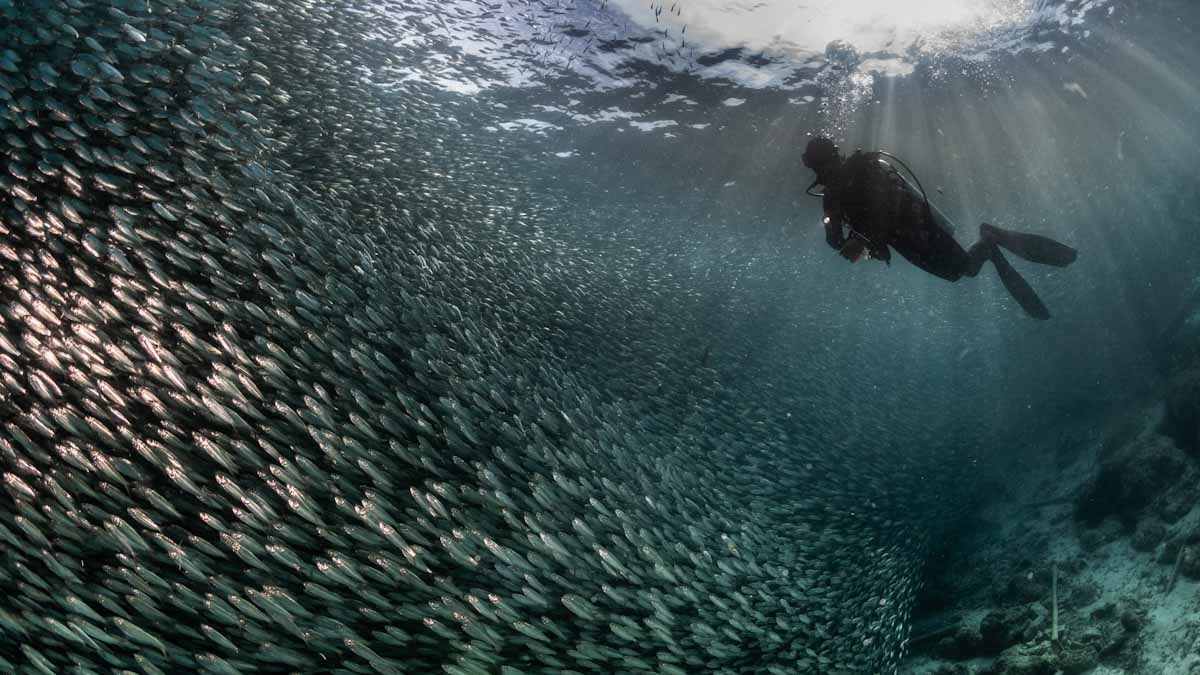 Dive cruises in Indonesia with Dewi Nusantara
