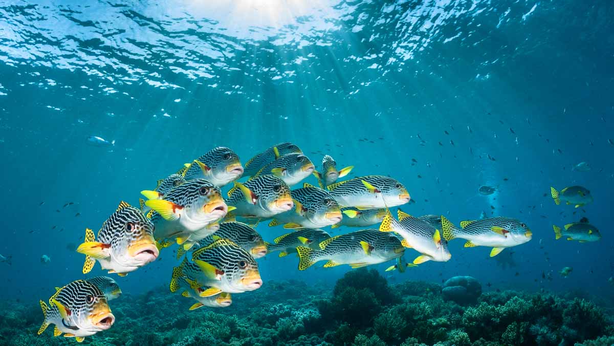 Dive cruises in Indonesia with Dewi Nusantara