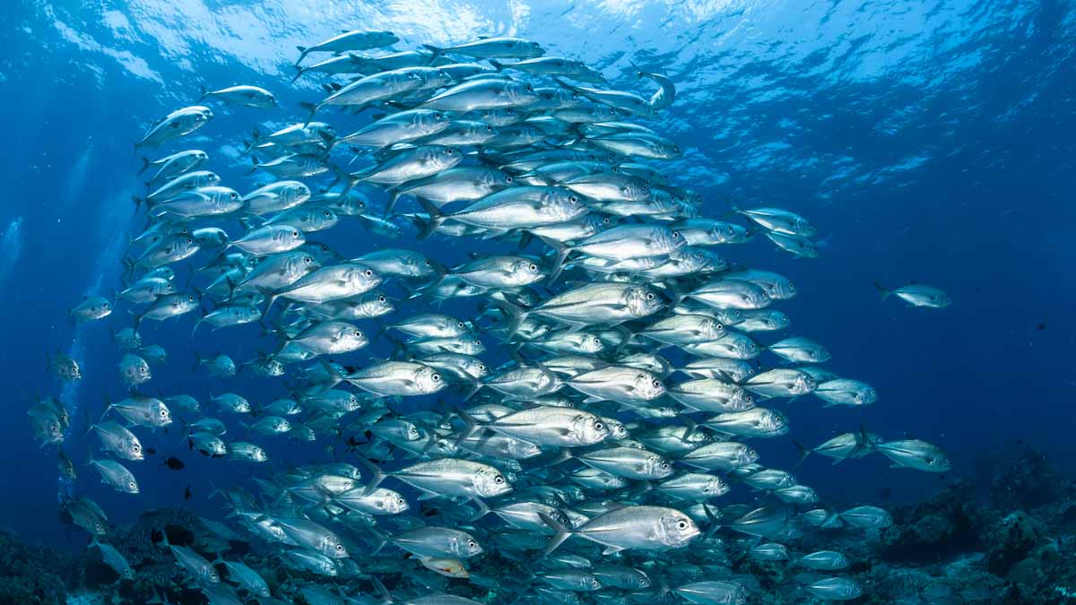 Dive cruises in Indonesia with Dewi Nusantara