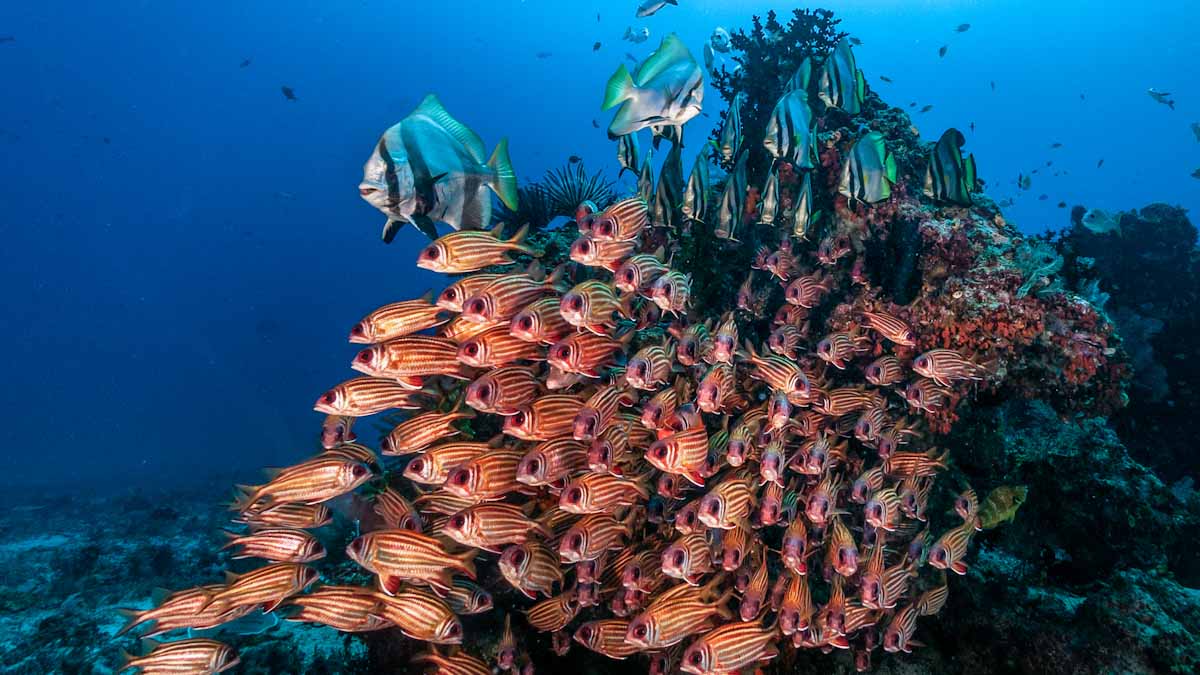 Dive cruises in Indonesia with Dewi Nusantara