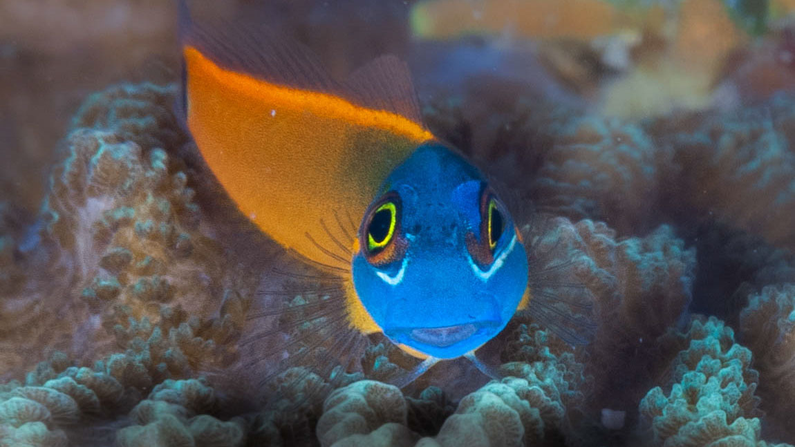 Dive cruises in Indonesia with Dewi Nusantara