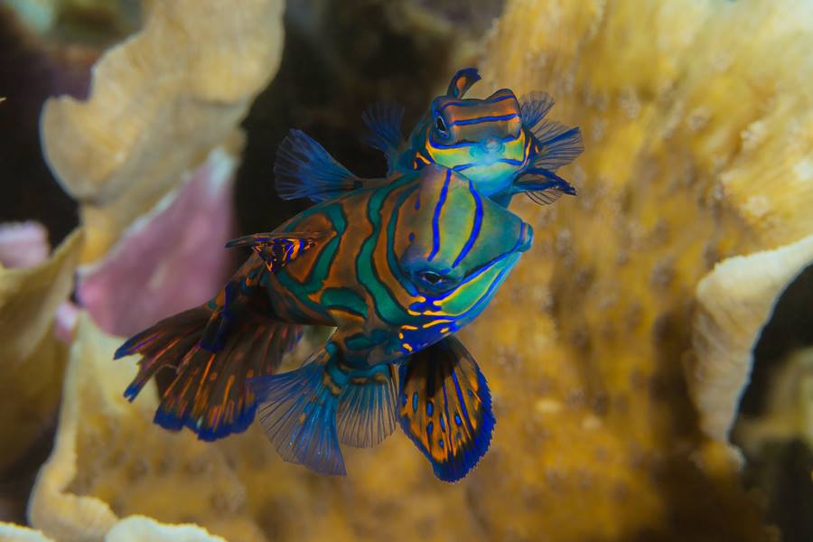Dune Aurora dive cruises in Banda Sea

