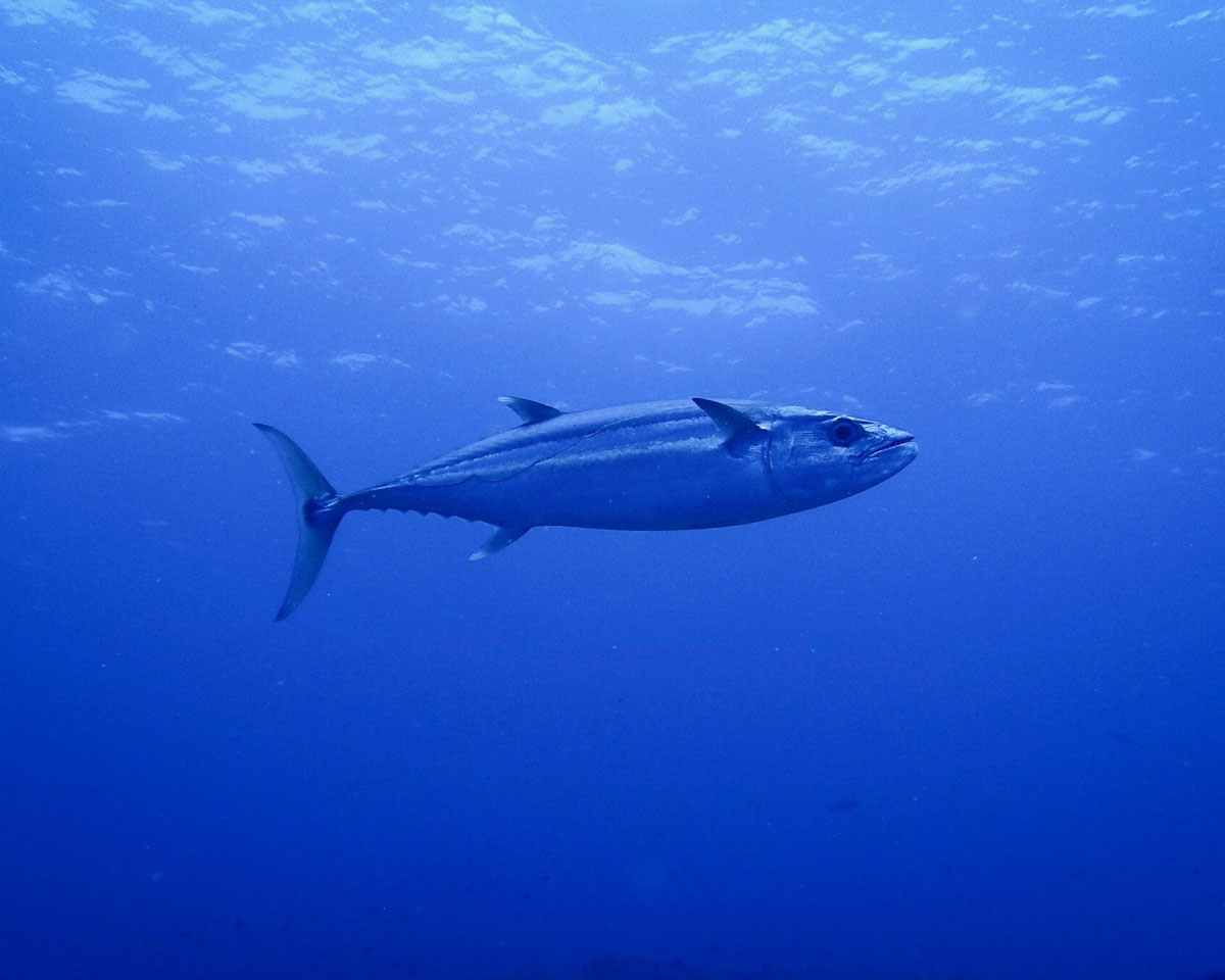 Dune Aurora dive cruises in Banda Sea
