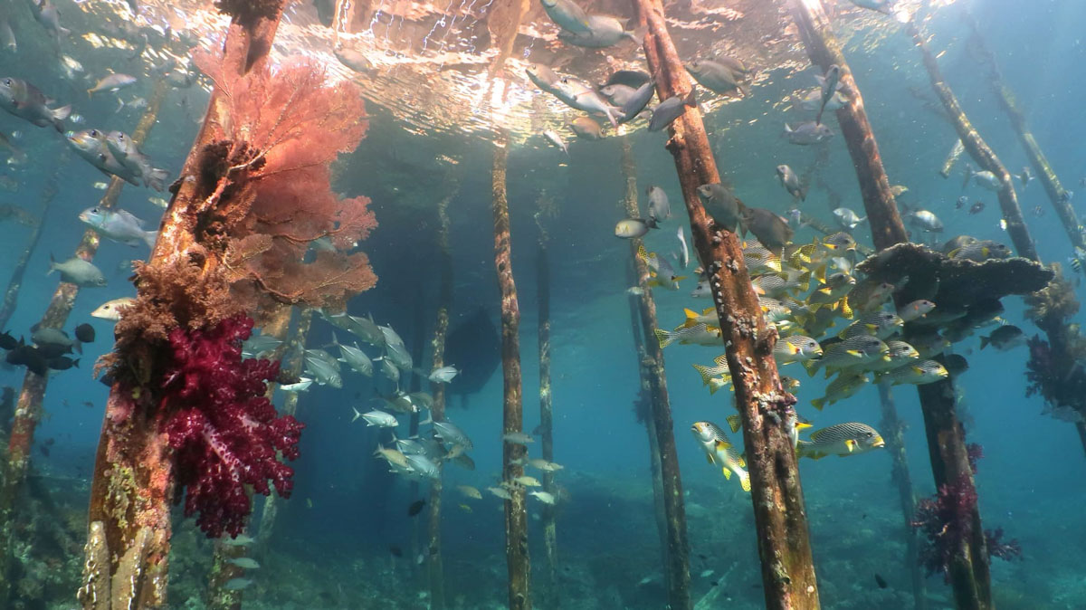 Dune Aurora dive cruises in Raja Ampat
