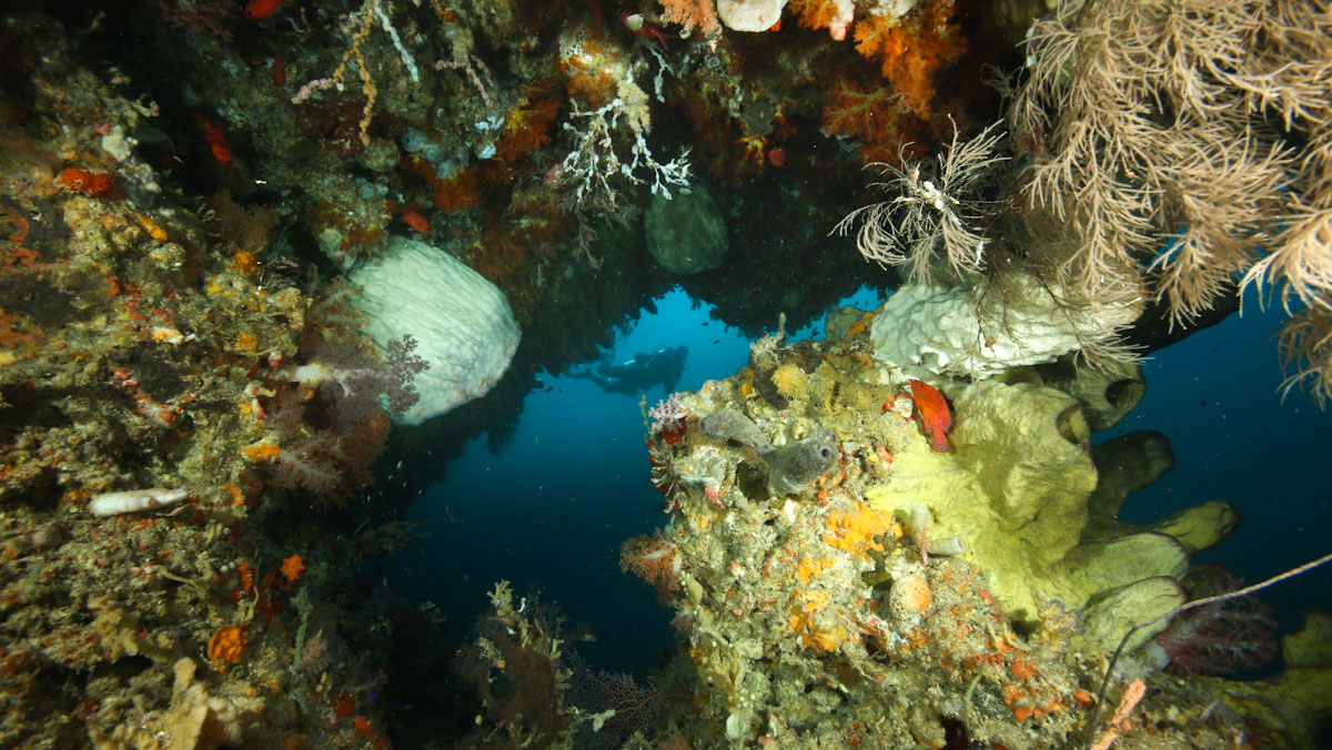 Scuba diving in colourful wall of Forgotten Islands