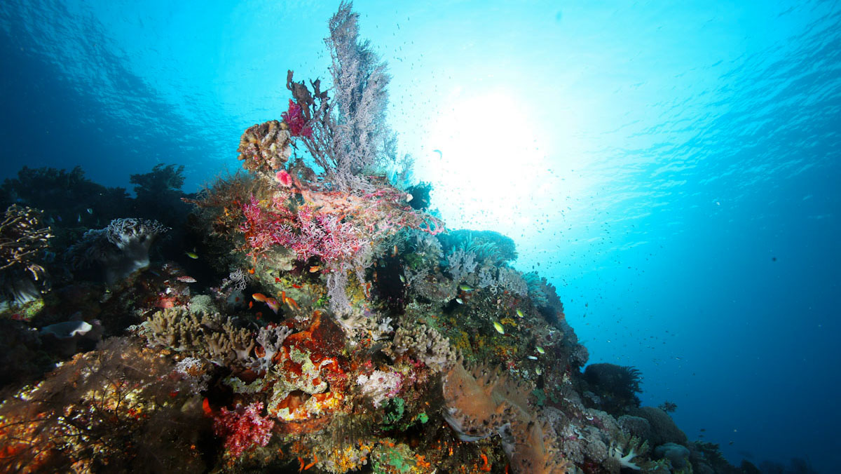 Scuba diving in colourful seamount coral reef of Forgotten Islands