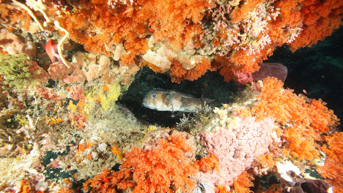 Forgotten Islands marine walls are plentiful of marine life