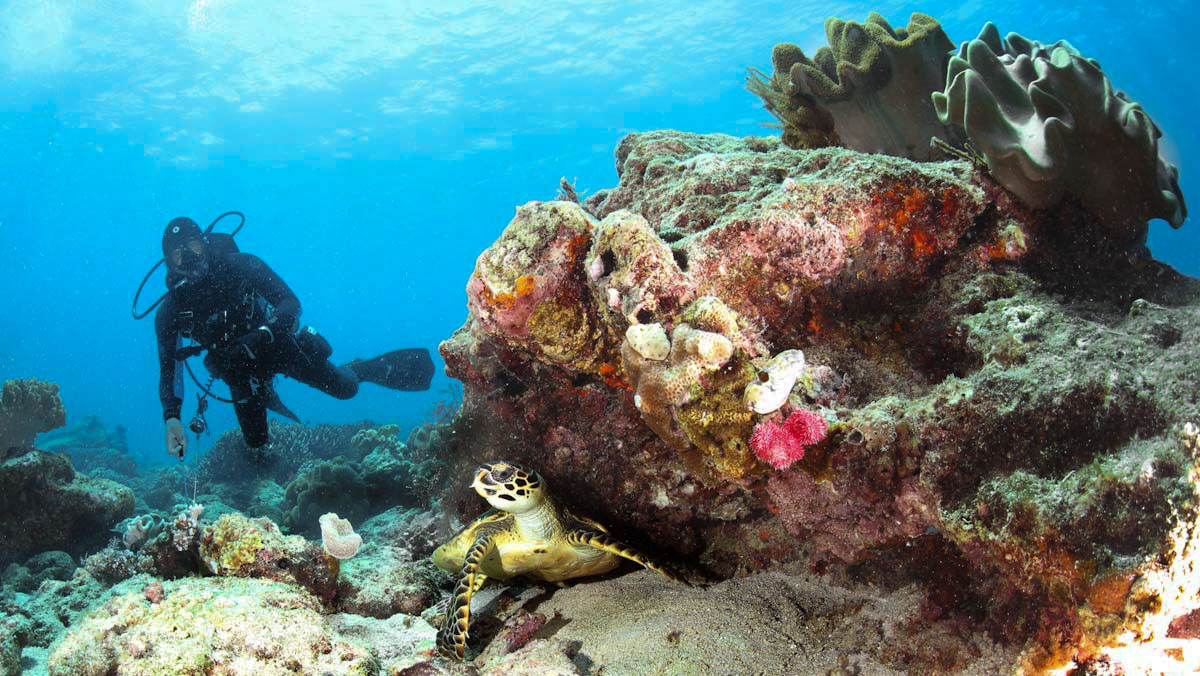Diver and sea turtle in the Forgotten Islands of Indonesia